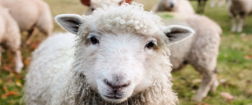 Sheep Shepherds