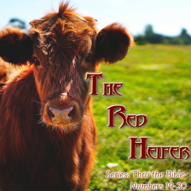 The Red Heifer Numbers 1920 Living Grace Fellowship