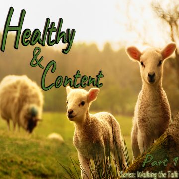 Healthy Content sheep